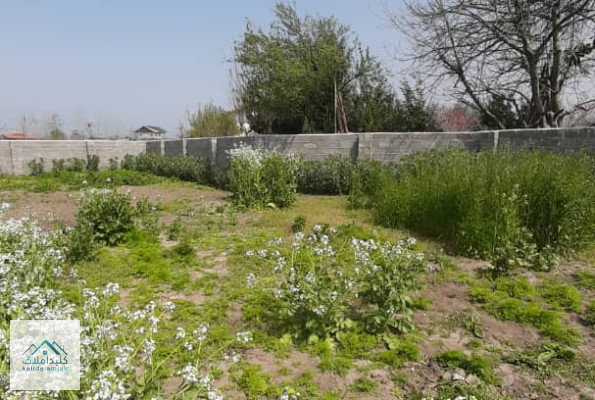 فروش زمین با کاربری باغی 515 متر در لاهیجان