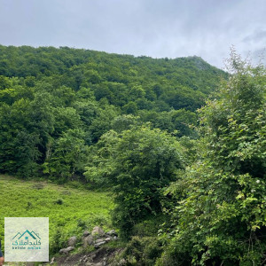 فروش زمین 1000 متری پلاک یک جنگل در مرزن آبادطویر